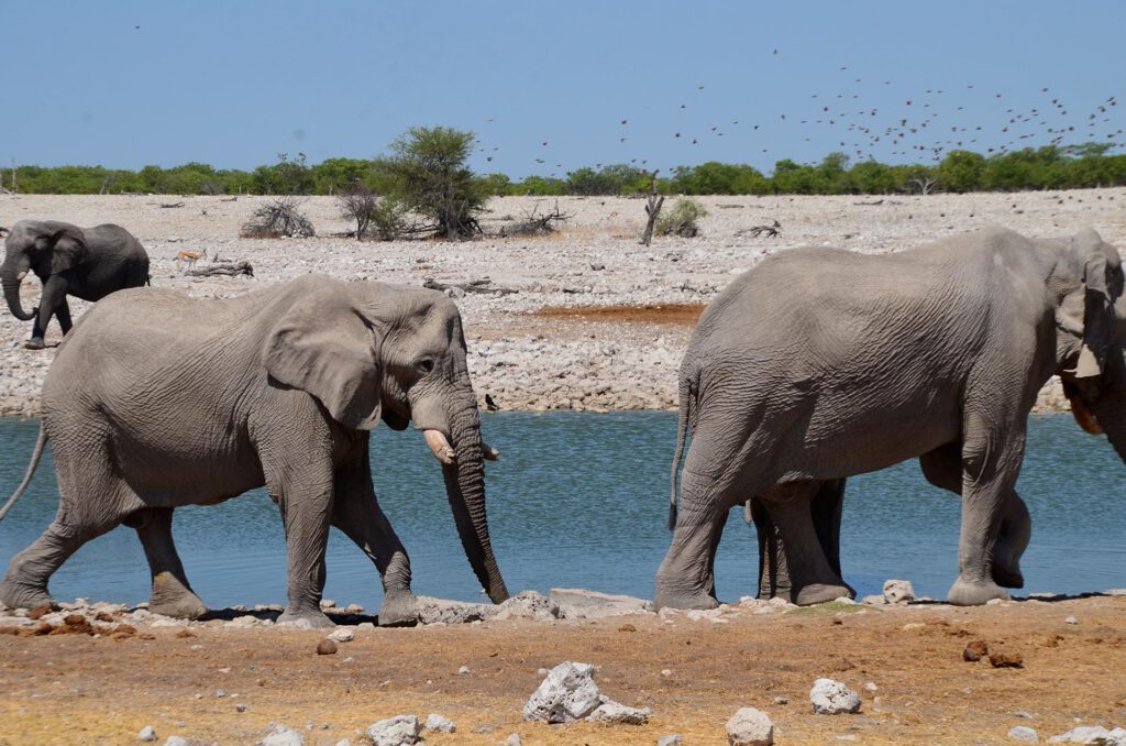 Parque Nacional Etosha