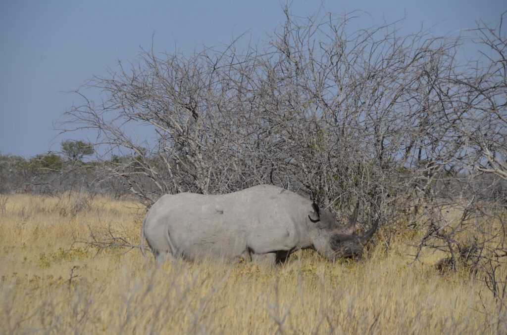 Parque Nacional Etosha