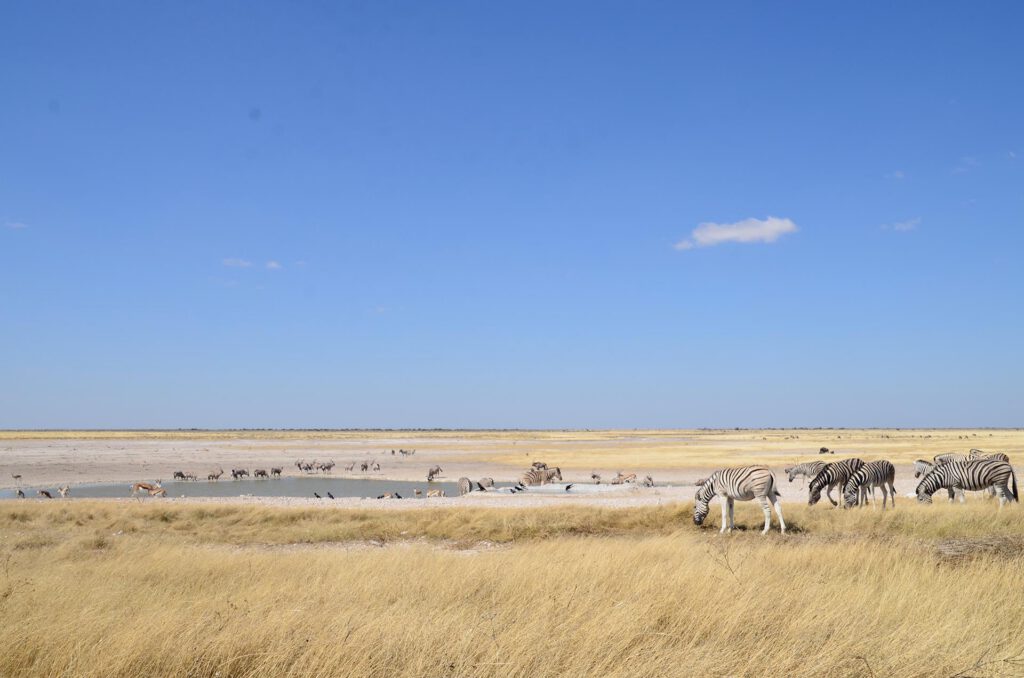 Parque Nacional Etosha