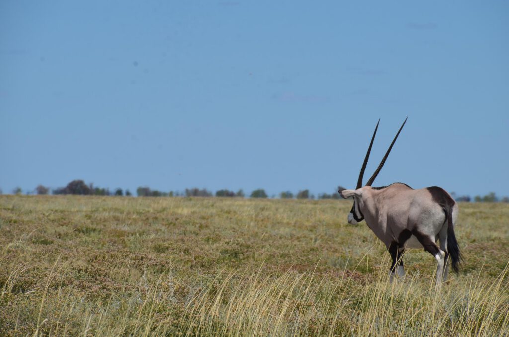 Parque Nacional Etosha