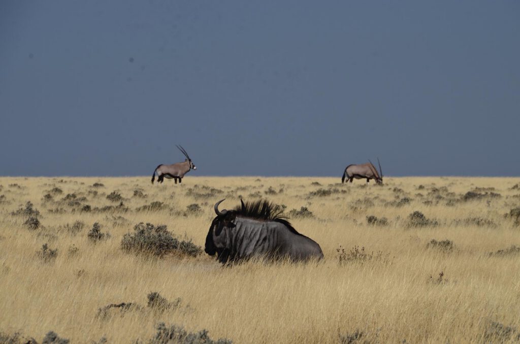 Parque Nacional Etosha