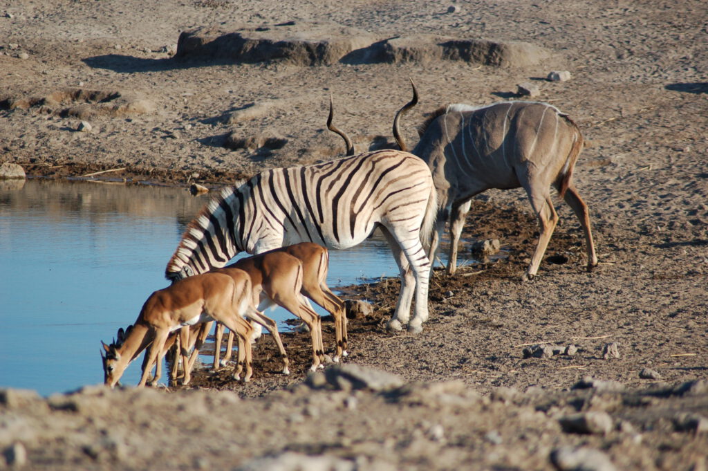 Parque Nacional Etosha