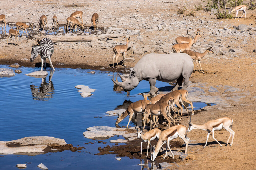 Parque Nacional Etosha