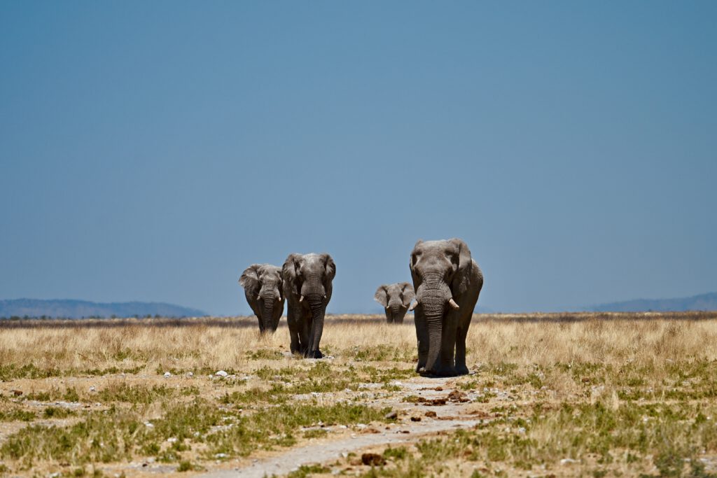 Parque Nacional Etosha