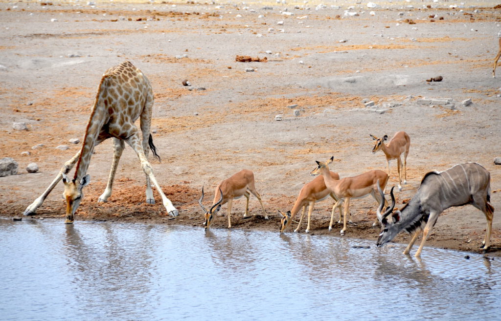 Parque Nacional Etosha