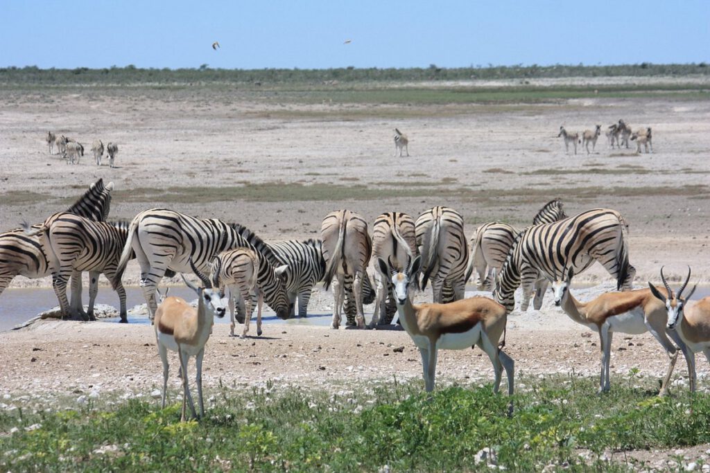 Parque Nacional Etosha